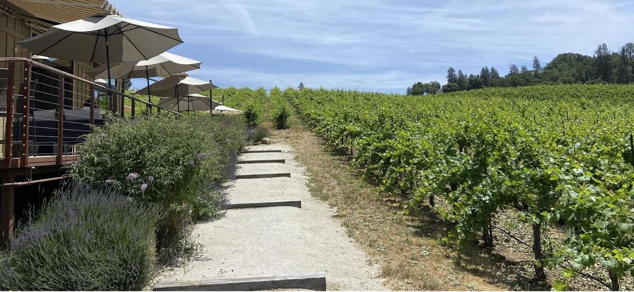 Vine rows beside the tasting deck at Element 79 Vineyards in Fairplay, California